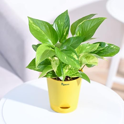 Ugaoo Good Luck Money Plant Variegated With Self Watering Pot